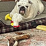 animal_figure, brown, bulldog, carpet, cozy, dog, dog_bed, floor, home, indoor, pet, plush_toy, portrait, relaxed, resting, statue, stuffed_animal, toy_chicken, toy_fox, white