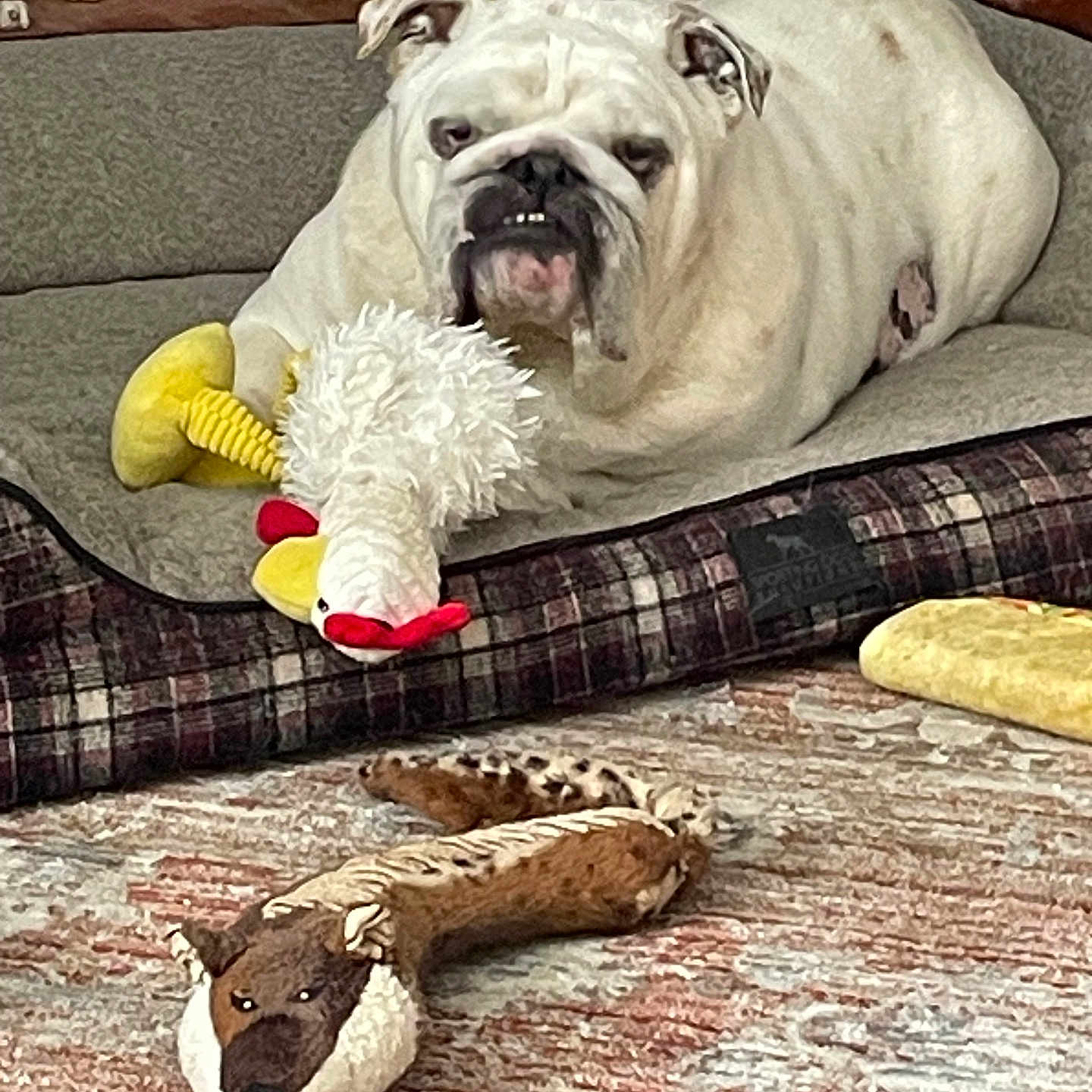 Archie is registered to the contest to win money with this photo: animal_figure, brown, bulldog, carpet, cozy, dog, dog_bed, floor, home, indoor, pet, plush_toy, portrait, relaxed, resting, statue, stuffed_animal, toy_chicken, toy_fox, white