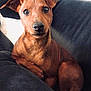 dog, brown_dog, pet, indoor, couch, canine, animal, small_dog, looking_at_camera, ears_up, sitting, cozy, closeup, fur, companion, domestic_animal, cute, alert, relaxed, portrait