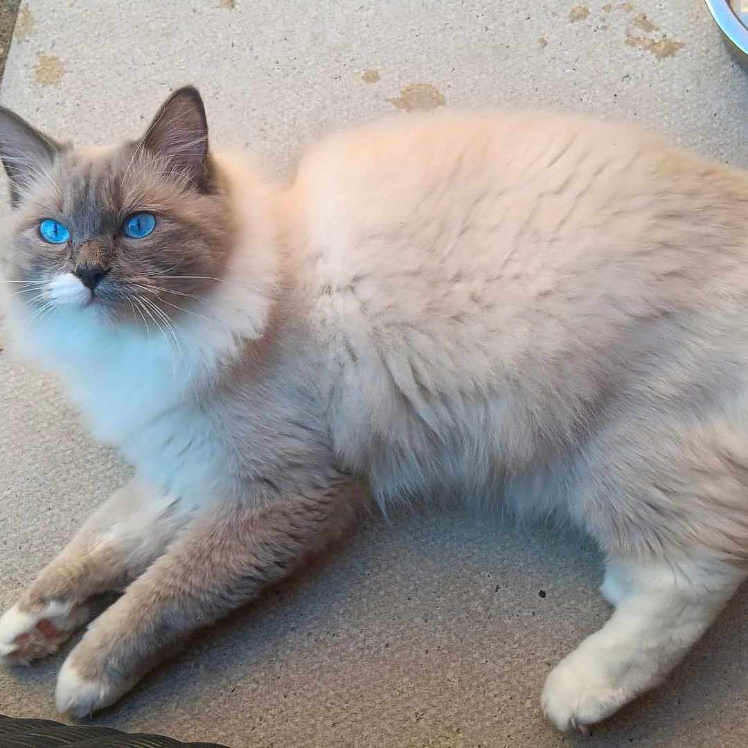 Coco is registered to the contest to win money with this photo: animal, blue_eyes, bowl, cat, concrete_floor, curious, cute, domestic, fluffy, fur, indoor, lying_down, mammal, mat, pet, portrait, relaxed, side_view, tail, whiskers