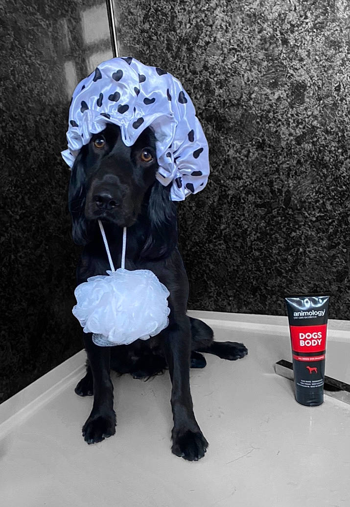 Leo joined the competition — help win amazing prizes! art, carbonated_soft_drinks, carmine, costume, costume_accessory, costume_design, costume_hat, dog_clothes, drink, fashion_accessory, fur, hat, personal_protective_equipment, plush, soft_drink, street_fashion, sun_hat, tail, toy, winter