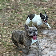 Chewbacca joined the competition — help win amazing prizes! dog, french_bulldog, running, outdoor, grass, happy, playful, pet, animal, tongue_out, ears_up, motion_blur, nature, canine, two_dogs, daylight, excited, chasing, fun, energetic