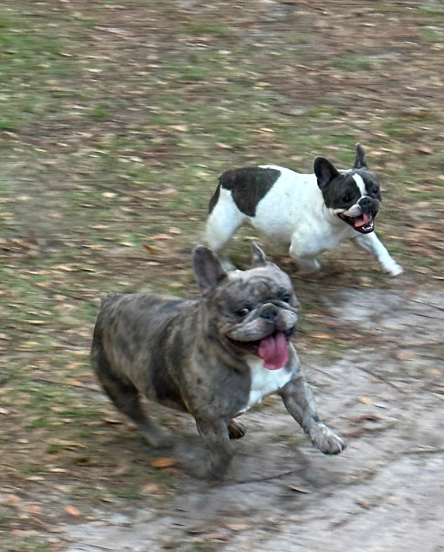 Chewbacca joined the competition — help win amazing prizes! dog, french_bulldog, running, outdoor, grass, happy, playful, pet, animal, tongue_out, ears_up, motion_blur, nature, canine, two_dogs, daylight, excited, chasing, fun, energetic