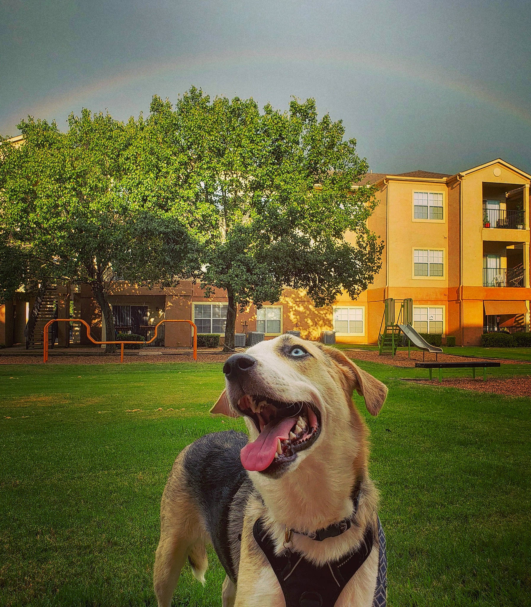 Blaise is registered to the contest to win money with this photo: canidae, carnivore, companion_dog, dog, dog_breed, dog_walking, grass, house, lawn, lurcher, mammal, plant, siberian_husky, snout, tree, vertebrate