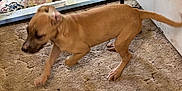 Julie is registered to the contest to win money with this photo: puppy, dog, brown, carpet, indoor, motion_blur, door, gate, rug, floor, pet, animal, walking, young_dog, canine, house, motion, blur, playful, domestic