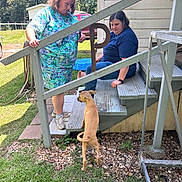 Julie joined the competition — help win amazing prizes! dog, person, outdoor, stairs, grass, house, conversation, casual, sunny, pet, animal, side_view, leash, footwear, jeans, greenery, wooden, metal, curious, relaxed