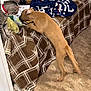 Julie joined the competition — help win amazing prizes! cat, dog, indoor, bedspread, plaid, brown, tan_dog, tabby_cat, curious, playful, pet, collar, carpet, blanket, couch, interaction, animal, furniture, young_dog, young_cat