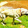 animal, canine, collar, daylight, dog, fur, grass, happy, mammal, nature, outdoor, panting, park, path, pet, playful, side_view, sunlight, walking, white_dog