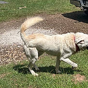 Duke joined the competition — help win amazing prizes! dog, cream_colored, grass, collar, outdoor, walking, pet, canine, vehicle, pickup_truck, sunlight, shadow, gravel, nature, mammal, fur, tail, ear, snout, side_view