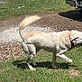 Duke joined the competition — help win amazing prizes! canine, collar, cream_colored, dog, ear, fur, grass, gravel, mammal, nature, outdoor, pet, pickup_truck, shadow, side_view, snout, sunlight, tail, vehicle, walking