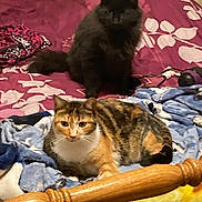 Speckles And Ozzy is registered to the contest to win money with this photo: animal, bed, black_cat, blanket, calico_cat, cat, colorful, comfort, cozy, cute, domestic_animal, fur, furniture, household, indoor, laying, pet, resting, sleepy, wood