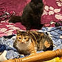 animal, bed, black_cat, blanket, calico_cat, cat, colorful, comfort, cozy, cute, domestic_animal, fur, furniture, household, indoor, laying, pet, resting, sleepy, wood