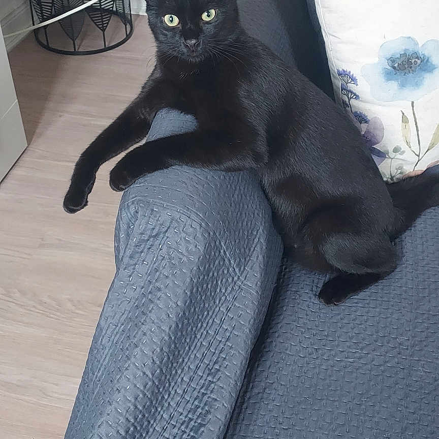 Léo