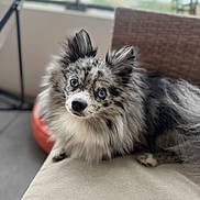 Blue participe au concours pour gagner de l'argent avec cette photo : dog, blue_eyes, merle_coat, fluffy, pet, indoor, cushion, relaxed, portrait, canine, furry, cute, animal, companion, sofa, close_up, curious, ears_up, soft_light, home