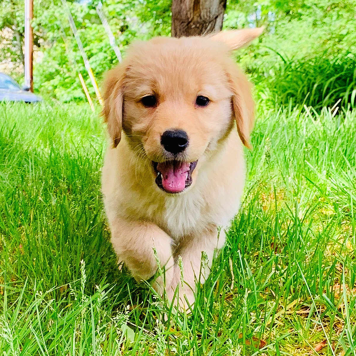 Nova joined the competition — help win amazing prizes! canine, dog, ears, fur, golden_retriever, grass, greenery, happy, muzzle, nature, outdoor, pet, playful, puppy, running, summer, sunlight, tongue, tree, young_animal