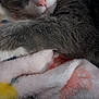 cat, sleeping, closeup, fur, whiskers, pink_nose, blanket, soft_texture, gray_fur, white_fur, pet, indoor, relaxing, cozy, cute, animal, rest, domestic_cat, peaceful, close_up