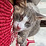 George is registered to the contest to win money with this photo: cat, sleeping, gray_cat, white_cat, pet, cozy, indoor, resting, closeup, feline, cute, relaxed, soft_fur, paw, nostril, whiskers, pink_nose, textile, woven, pattern