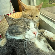George is registered to the contest to win money with this photo: cat, orange_cat, gray_cat, window, sunlight, sleeping, cozy, snuggling, pets, domestic_cat, fur, whiskers, closeup, indoor, relaxation, companionship, resting, cute, animal, mammal