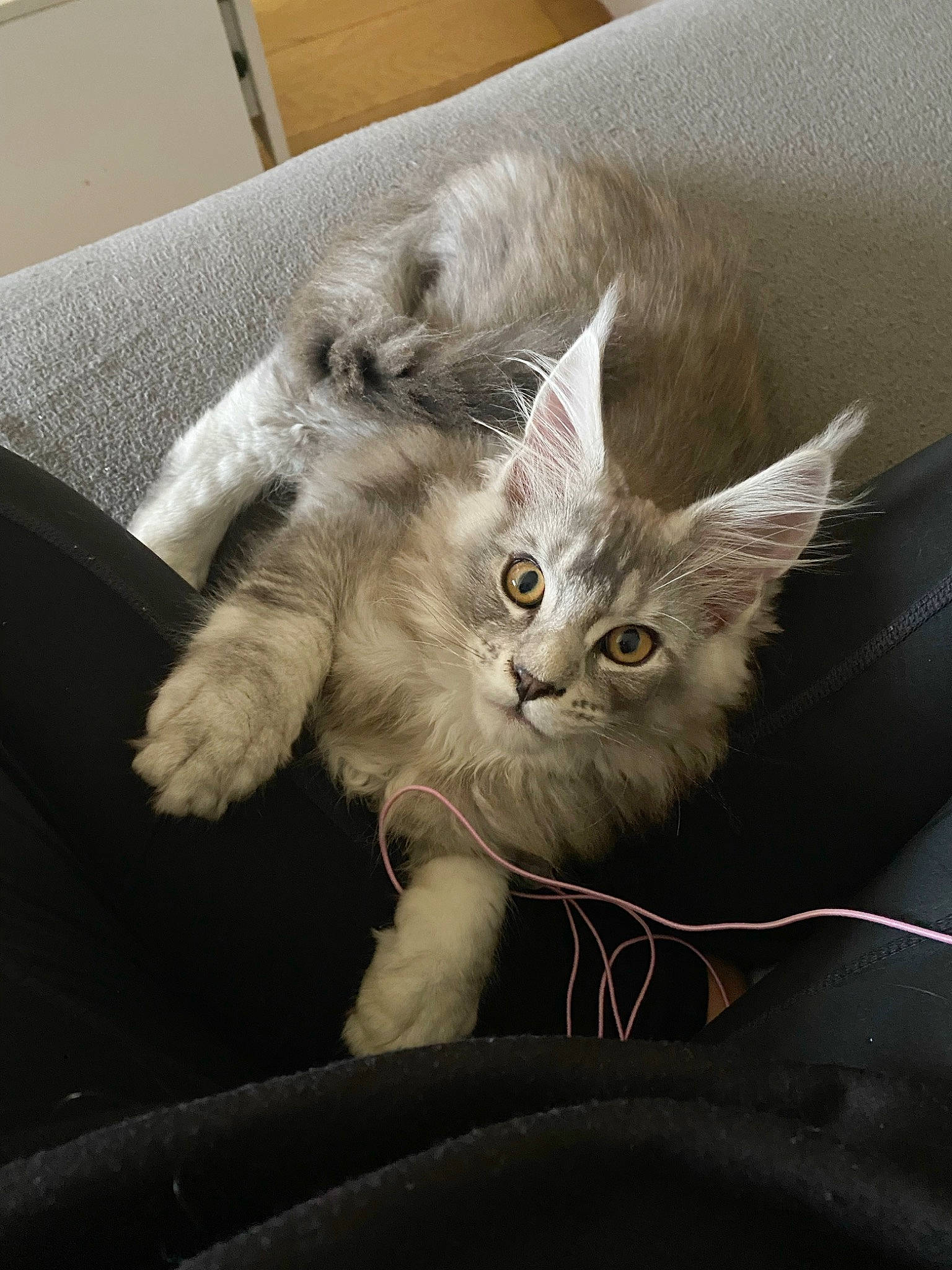 Dante joined the competition — help win amazing prizes! carnivore, cat, claw, comfort, couch, domestic_short_haired_cat, felidae, fur, grey, paw, small_to_medium_sized_cats, snout, tail, whiskers