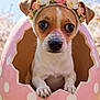Luna joined the competition — help win amazing prizes! dog, puppy, bunny_ears, flower_crown, pink_egg, polka_dots, cute, animal, pet, spring, outdoor, grass, sunlight, portrait, small_dog, headgear, costume, nature, closeup, playful