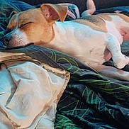 Luna joined the competition — help win amazing prizes! dog, sleeping, bed, blanket, quilt, cozy, relaxed, indoor, fur, pet, resting, canine, animal, comfort, nap, side_view, soft_light, domestic, cute, peaceful