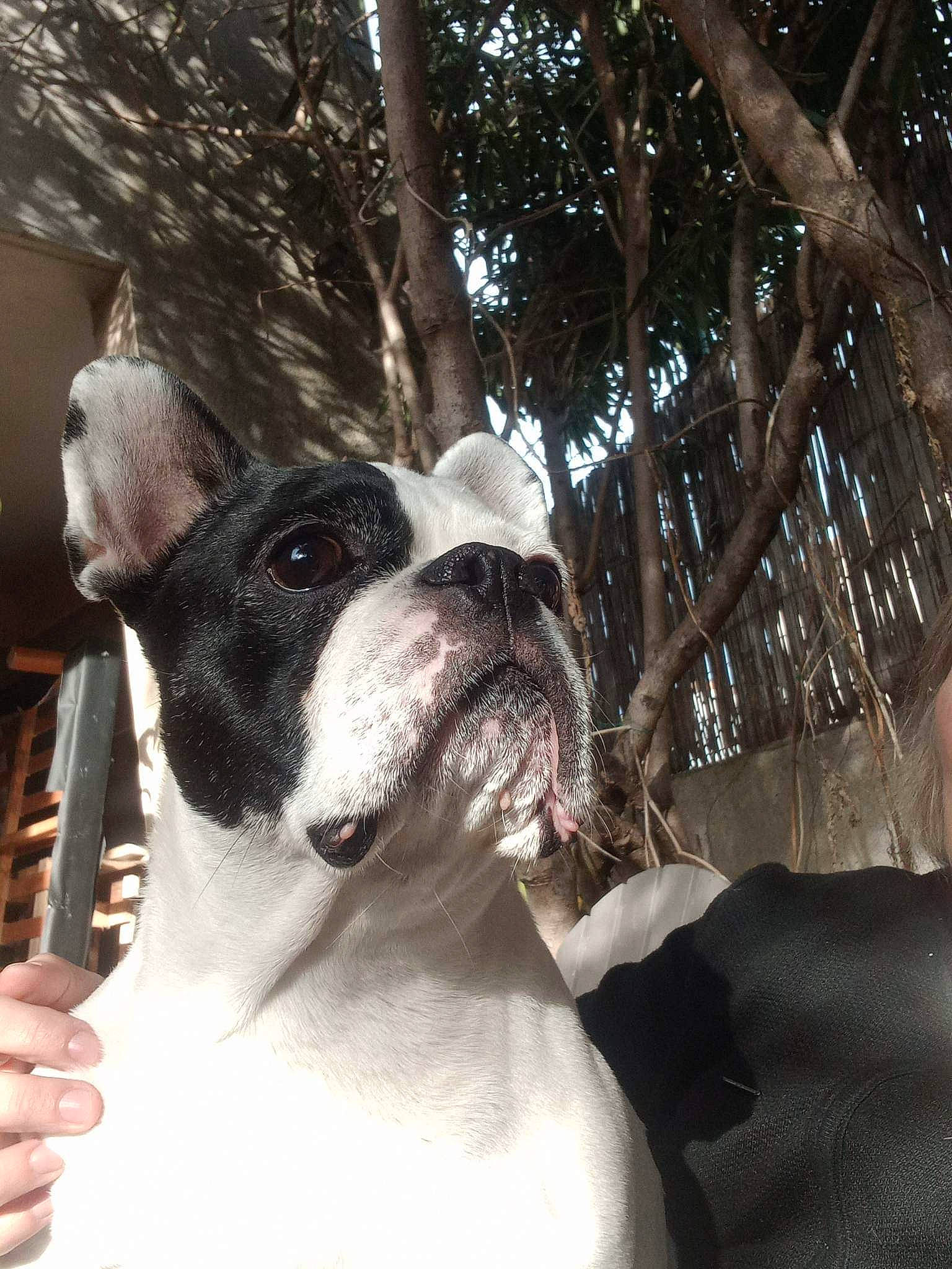 Gypsie a rejoint le concours — aidez-le/la à gagner de superbes lots ! canidae, carnivore, collar, companion_dog, dog, dog_breed, dog_collar, fawn, fur, giant_dog_breed, metal, pet_supply, plant, snout, sporting_group, tail, tree, twig, whiskers, working_animal