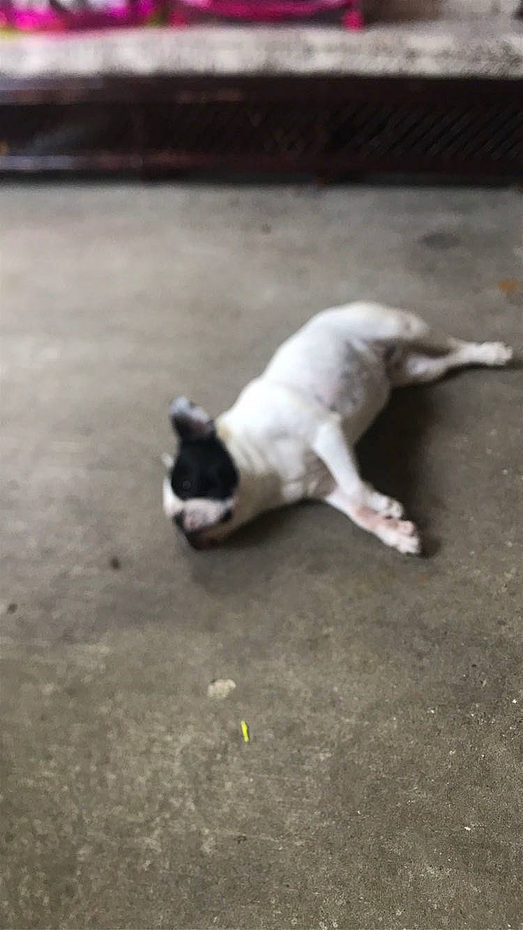 Gypsie participe au concours pour gagner de l'argent avec cette photo : asphalt, canidae, carnivore, cat, companion_dog, dog_breed, fawn, felidae, flooring, paw, road, road_surface, shadow, small_to_medium_sized_cats, snout, sporting_group, tail, tints_and_shades, whiskers, working_animal