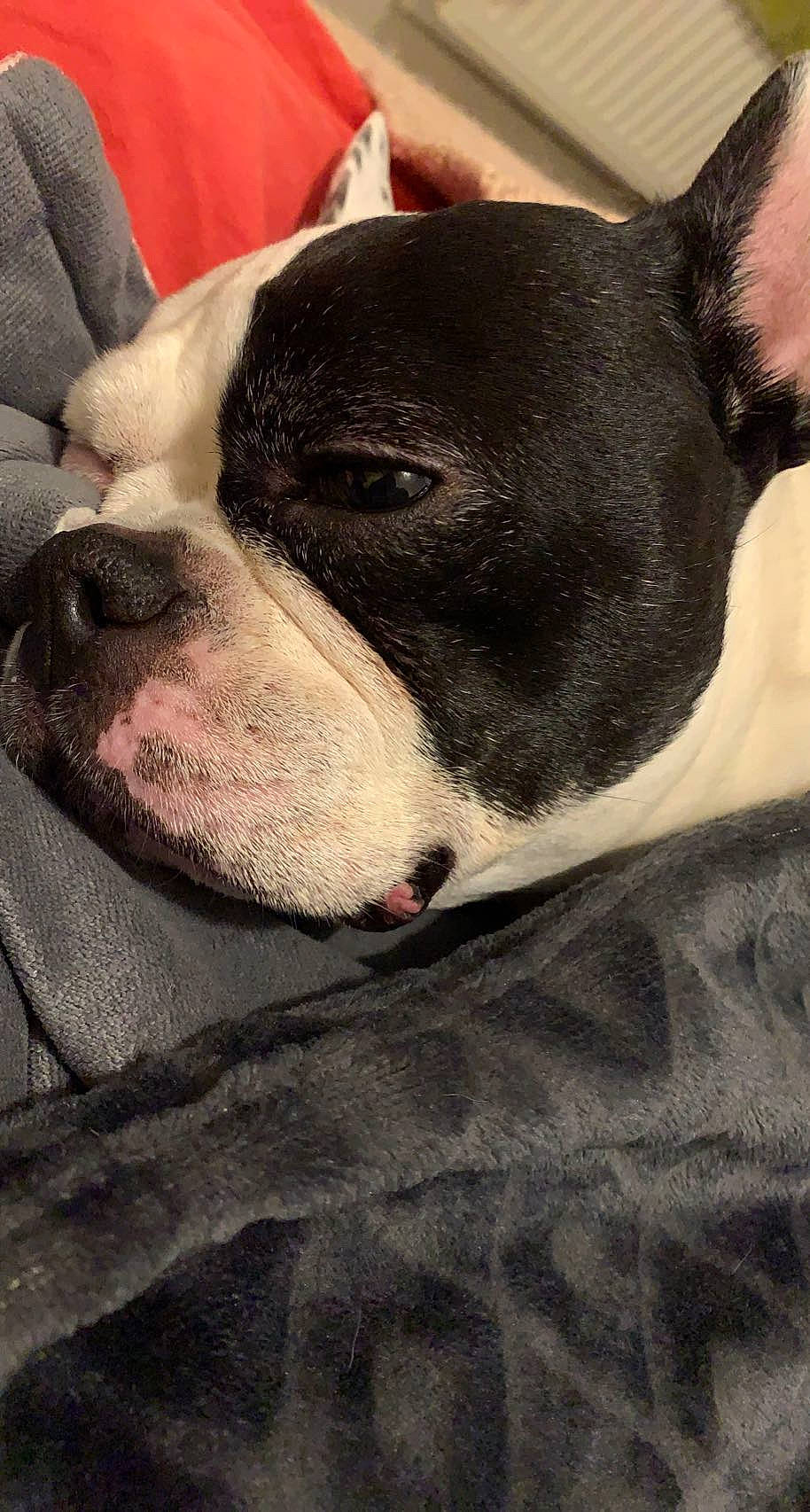 Gypsie a rejoint le concours — aidez-le/la à gagner de superbes lots ! bull_terrier, bull_terrier_miniature, canidae, carmine, carnivore, collar, comfort, companion_dog, dog, dog_breed, fawn, jaw, metal, old_english_terrier, snout, sporting_group, terrestrial_animal, terrier, whiskers, working_animal