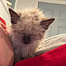 kitten, cat, sleepy, fluffy, fur, pointed_ears, whiskers, closed_eyes, nose, pet, cuddling, person, arm, red_clothing, cozy, indoors, home, door, portrait, cute