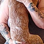 affection, animal, arm, brown_fur, casual_clothing, close_up, comfort, dog, hand, holding, human_animal_interaction, indoor, love, patterned_pants, person, pet, relaxed, seated, skin, tattoo