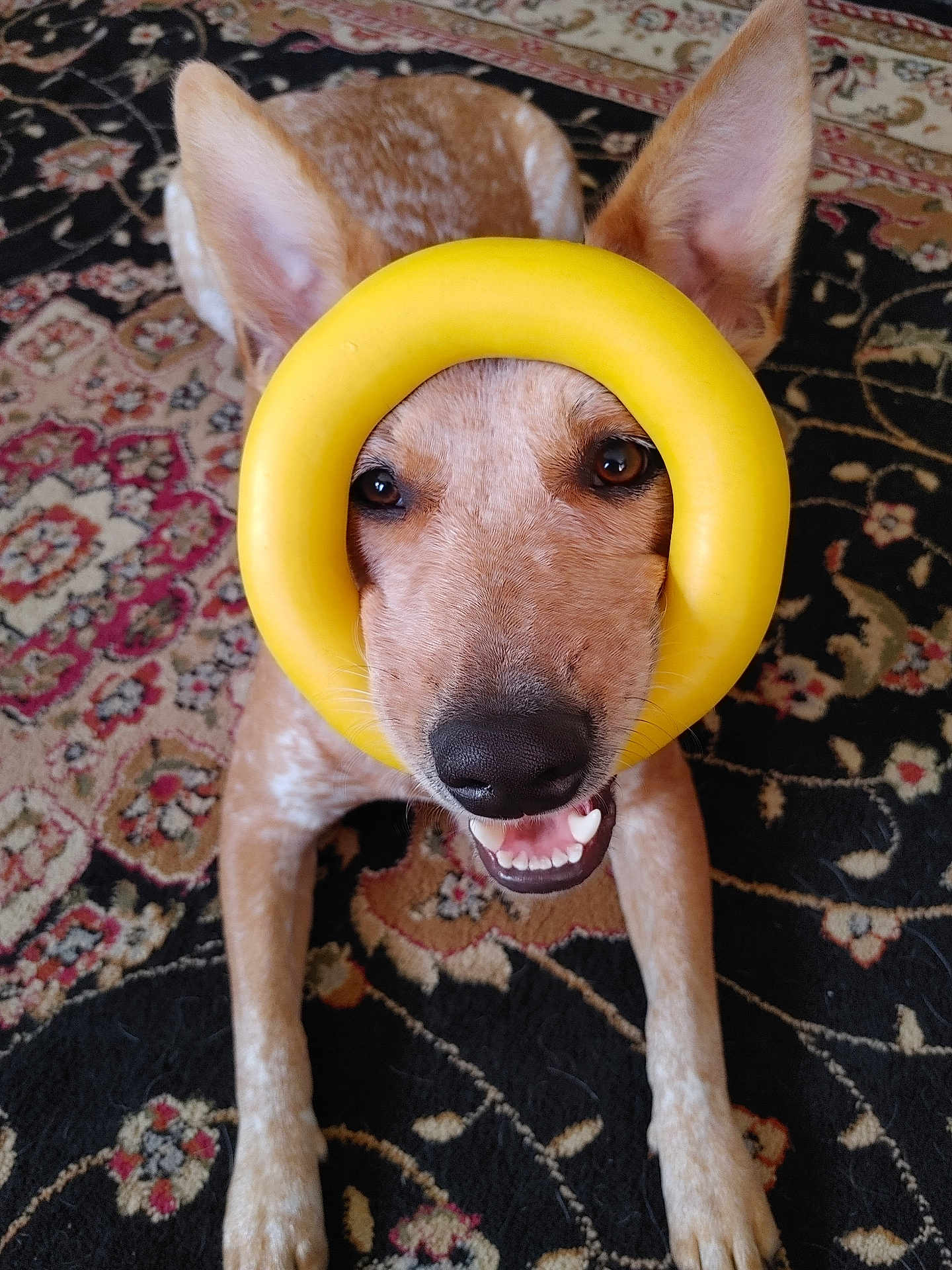 Flex is registered to the contest to win money with this photo: animal, brown, canine, carpet, closeup, cute, dog, ears, face, floor, friendly, happy, indoor, lying_down, pet, playing, smiling, toy, white_spots, yellow_ring