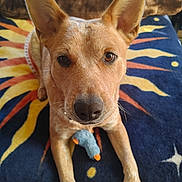 Flex joined the competition — help win amazing prizes! dog, pet, animal, close_up, ears, toy, blanket, colorful, sun_pattern, fur, front_paws, indoor, looking_at_camera, curious, brown, orange, blue, soft_toy, resting, texture