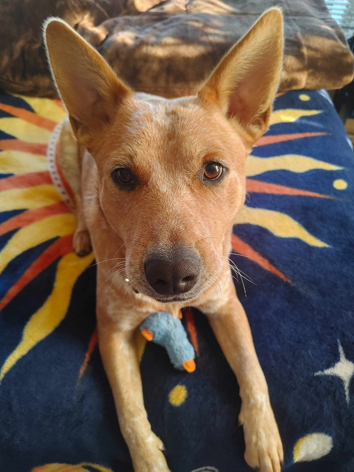 Flex joined the competition — help win amazing prizes! dog, pet, animal, close_up, ears, toy, blanket, colorful, sun_pattern, fur, front_paws, indoor, looking_at_camera, curious, brown, orange, blue, soft_toy, resting, texture