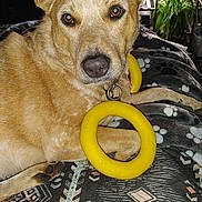 Flex joined the competition — help win amazing prizes! animal, bed, blanket, closeup, cozy, dog, domestic, ears, face, furniture, home, indoor, nose, paw, pet, plant, relaxed, tan, toy, yellow_ring