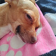 Bird is registered to the contest to win money with this photo: animal, blanket, close_up, cozy, cute, dog, ear, fur, indoors, muzzle, paw_prints, pet, pink, relaxed, resting, sleepy, snout, soft, whiskers, white