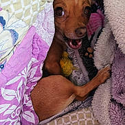 Bird is registered to the contest to win money with this photo: dog, small_dog, blanket, cozy, cute, pet, fur, brown, playing, happy, indoor, resting, paw, smiling, snuggled, fabric, patterned_blanket, closeup, animal, companion