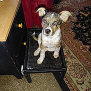 Chace is registered to the contest to win money with this photo: puppy, dog, pet, indoor, stool, carpet, couch, furniture, living_room, curious, blue_eyes, small, brown, white, black, ears, sitting, wooden_table, cozy, home