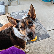 Chace joined the competition — help win amazing prizes! animal, ball, black, brown, canine, carpet, closeup, curious, dog, domestic, ears, floor, furniture, household, indoor, looking, pattern, pet, toy, white
