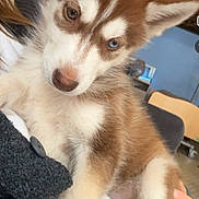 Aaron participe au concours pour gagner de l'argent avec cette photo : husky, puppy, dog, pet, animal, cute, indoors, heterochromia, blue_eye, brown_eye, fur, paw, person, hand, holding, cozy, wood, chair, blanket, close_up