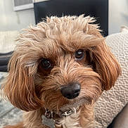 Tucker joined the competition — help win amazing prizes! dog, close_up, fluffy, brown, pet, cute, collar, indoors, curious, face, fur, animal, companion, portrait, domestic, canine, whiskers, friendly, soft, cozy