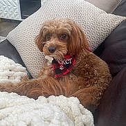 Tucker joined the competition — help win amazing prizes! bandana, blanket, brown_dog, brown_fur, couch, cozy, decorative_pillow, dog, doodle_breed, entertainment_console, eyes, fur, leather_sofa, living_room, pet_tag, pillow, plaid_pattern, puppy, resting, television