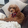 bandana, blanket, brown_dog, brown_fur, couch, cozy, decorative_pillow, dog, doodle_breed, entertainment_console, eyes, fur, leather_sofa, living_room, pet_tag, pillow, plaid_pattern, puppy, resting, television