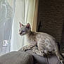 animal, blue_eyes, cat, couch, cozy, curious, curtains, feline, home, indoor, kitten, looking, natural_light, pet, side_view, soft_fur, spotted_pattern, texture, window, young