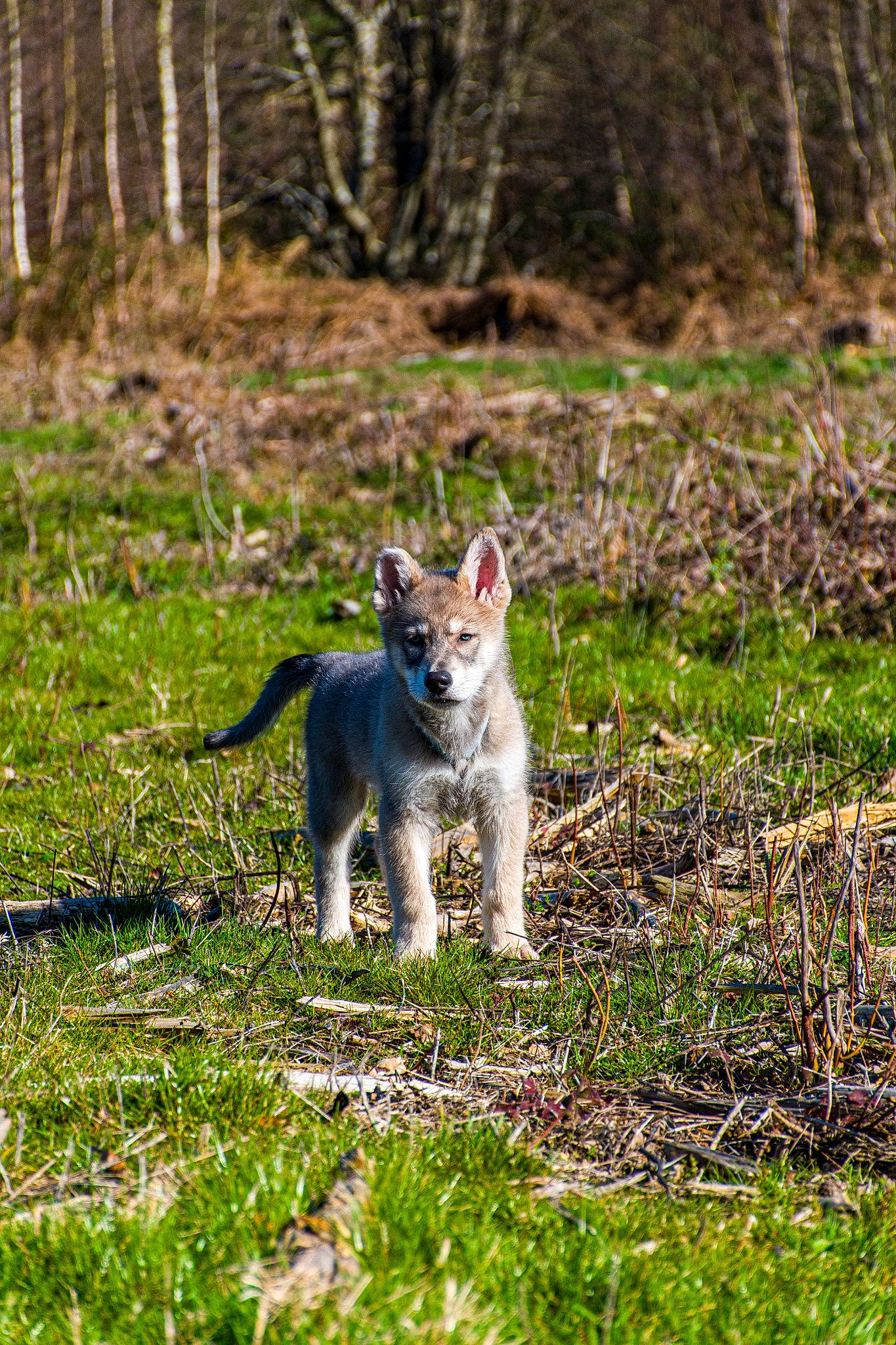 Furkan a rejoint le concours — aidez-le/la à gagner de superbes lots ! canidae, carnivore, companion_dog, dog, dog_breed, fawn, felidae, forest, grass, grassland, groundcover, natural_landscape, plant, snout, soil, sporting_group, tail, terrestrial_animal, tree, woodland