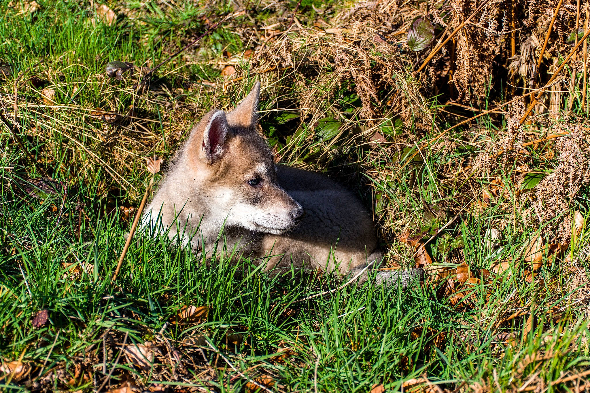 Furkan participe au concours pour gagner de l'argent avec cette photo : canidae, canis, canis_lupus_tundrarum, carnivore, common_opossum, dog, dog_breed, east_european_shepherd, fawn, fur, grass, grassland, opossum, plant, snout, sporting_group, tail, terrestrial_animal, wolf, working_dog