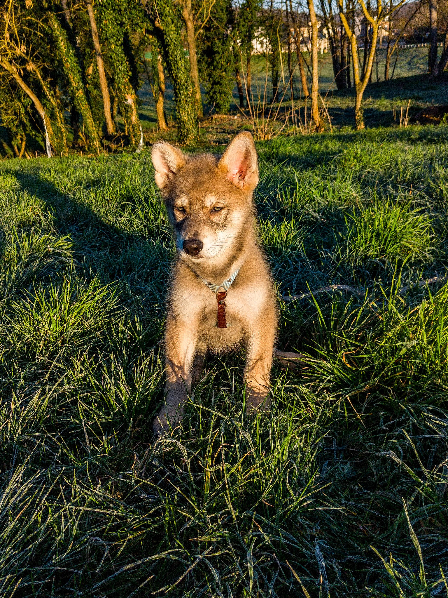 Furkan a rejoint le concours — aidez-le/la à gagner de superbes lots ! canidae, canis, carnivore, companion_dog, dog, dog_breed, fawn, forest, fox, fur, grass, grassland, plant, snout, sporting_group, tail, terrestrial_animal, tree, whiskers, wildlife