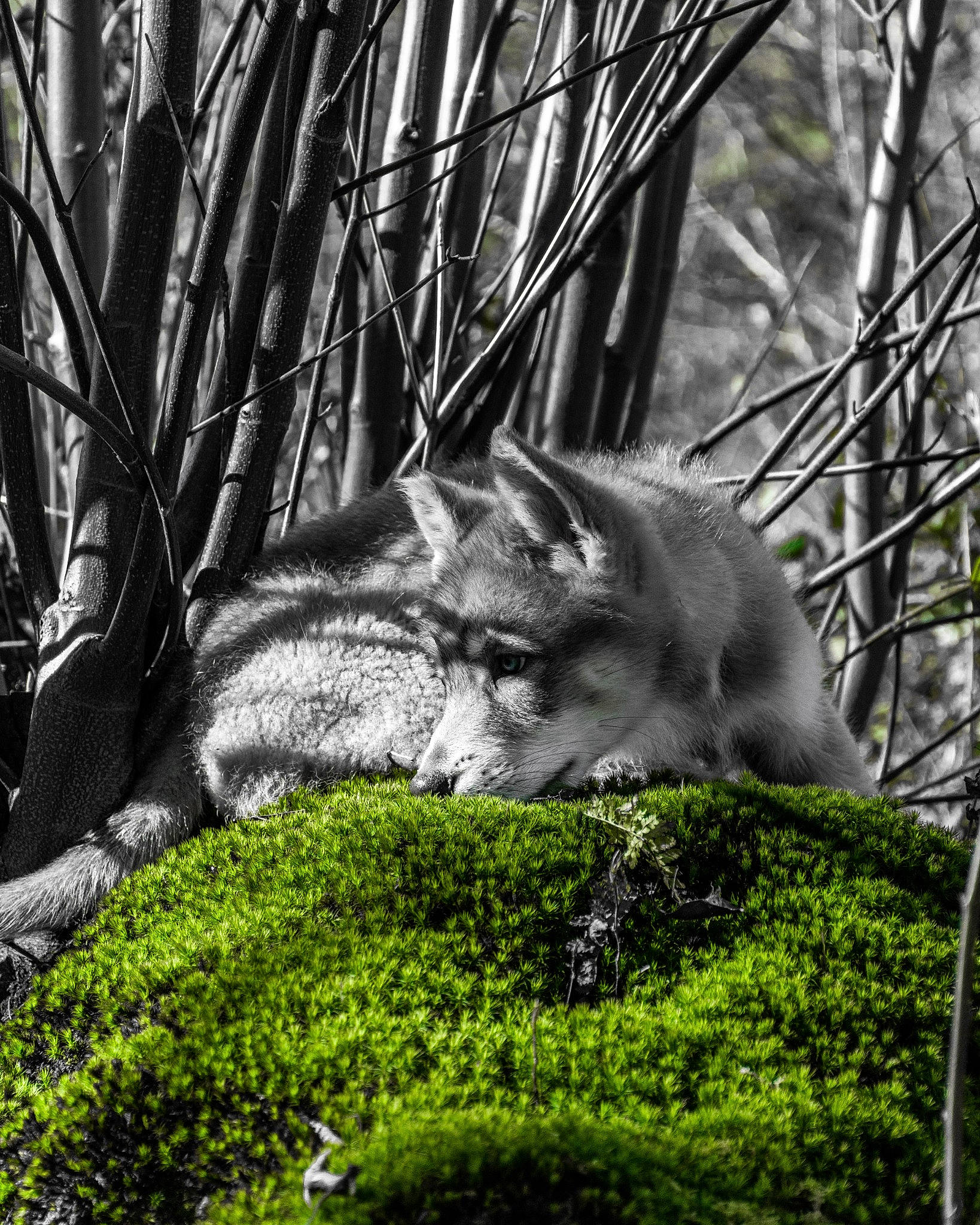 Furkan participe au concours pour gagner de l'argent avec cette photo : botany, branch, carnivore, cat, felidae, grass, leaf, nature, organism, plant, small_to_medium_sized_cats, terrestrial_plant, tree, trunk, twig, vegetation, vertebrate, whiskers, wood, woody_plant