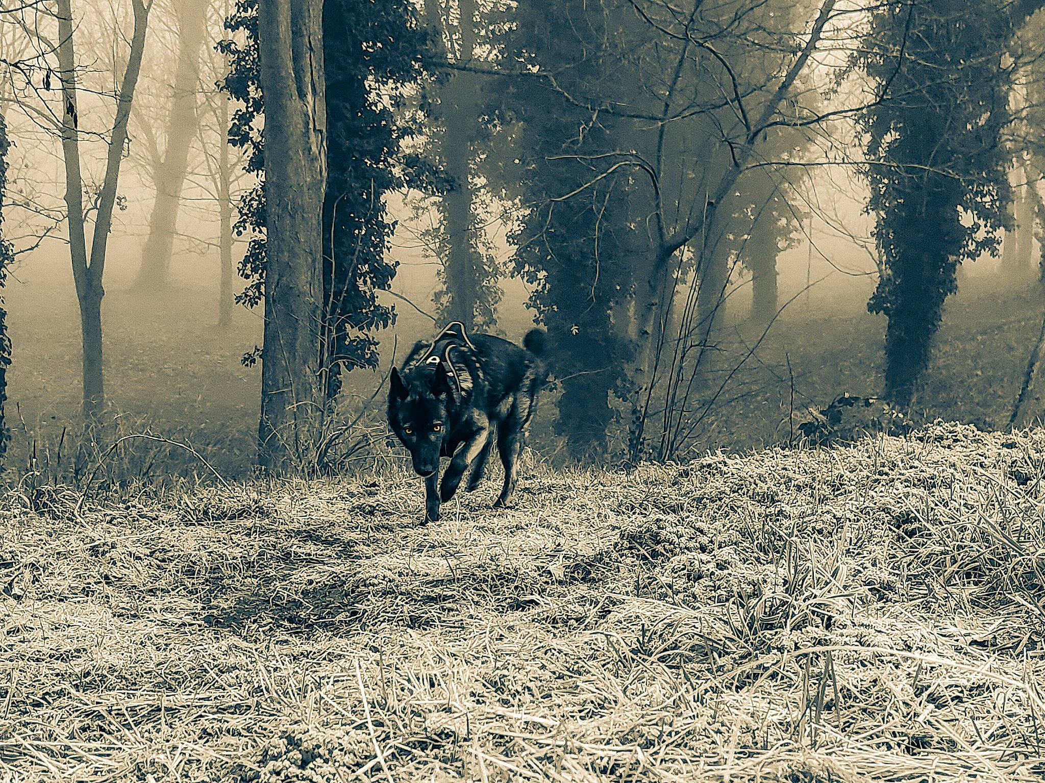 Deanerys participe au concours pour gagner de l'argent avec cette photo : branch, deciduous, forest, grass, grove, landscape, leaf, mist, natural_landscape, people_in_nature, plant, sunlight, temperate_broadleaf_and_mixed_forest, tints_and_shades, tree, trunk, twig, wood, woodland, working_animal