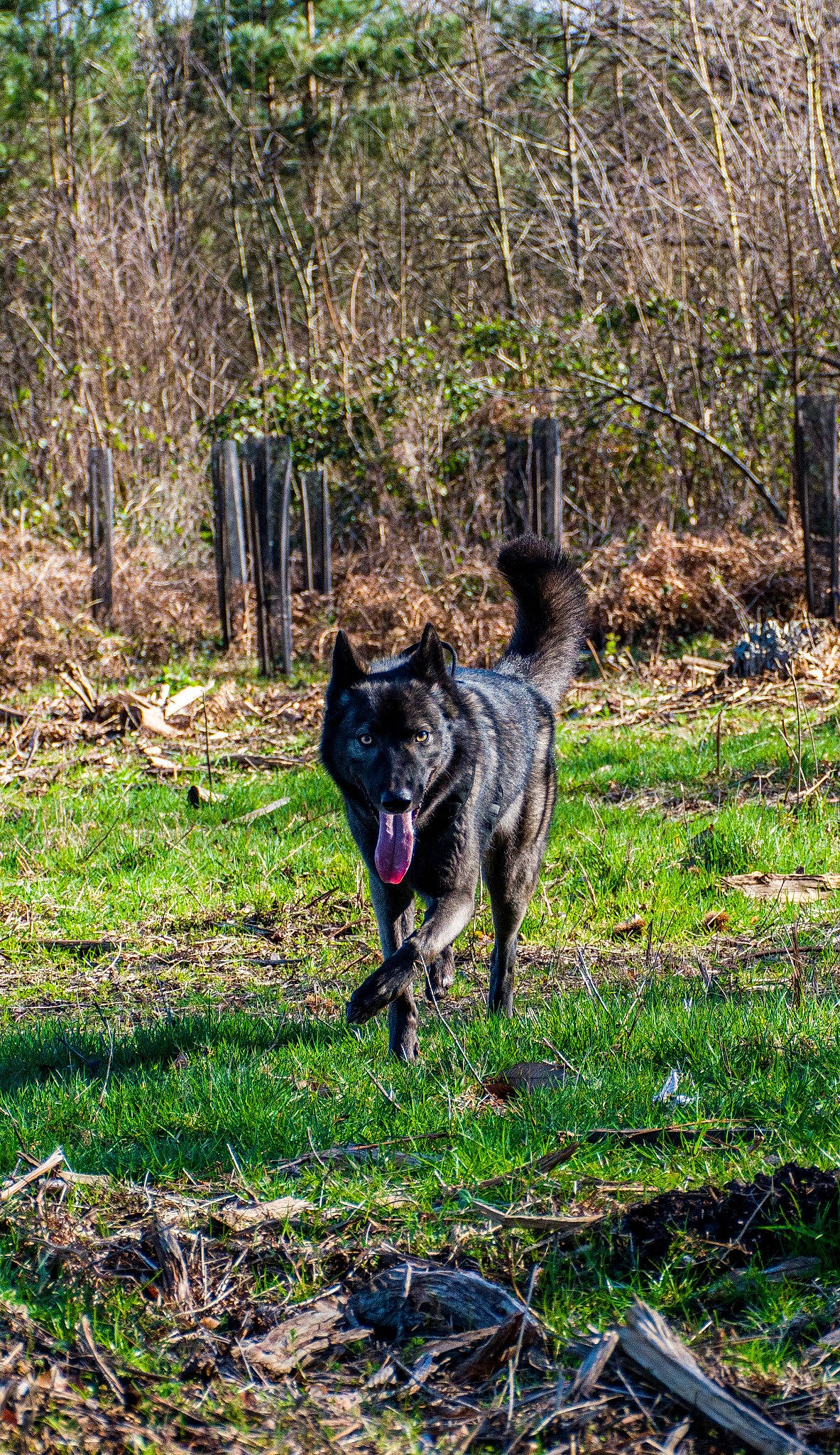 Deanerys participe au concours pour gagner de l'argent avec cette photo : black_norwegian_elkhound, canis, carnivore, dog, dog_breed, forest, grass, groundcover, herding_dog, natural_landscape, plant, shrub, sporting_group, tail, terrestrial_animal, tree, wolf, woodland, working_animal, working_dog