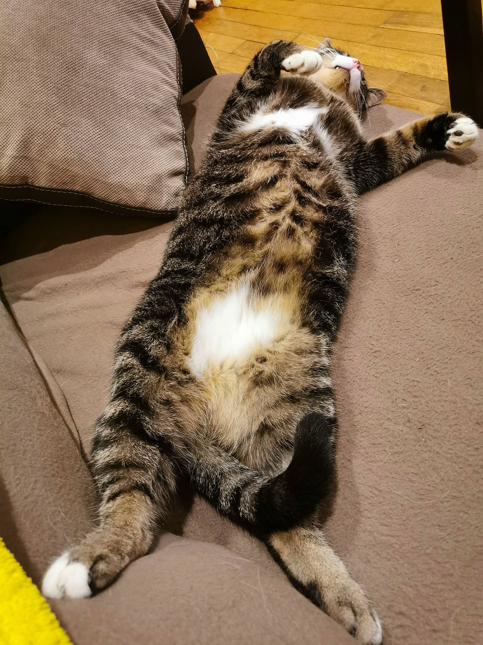 Milo participe au concours pour gagner de l'argent avec cette photo : carnivore, cat, claw, comfort, domestic_short_haired_cat, felidae, foot, fur, mammal, paw, small_to_medium_sized_cats, snout, tail, terrestrial_animal, whiskers, wildlife